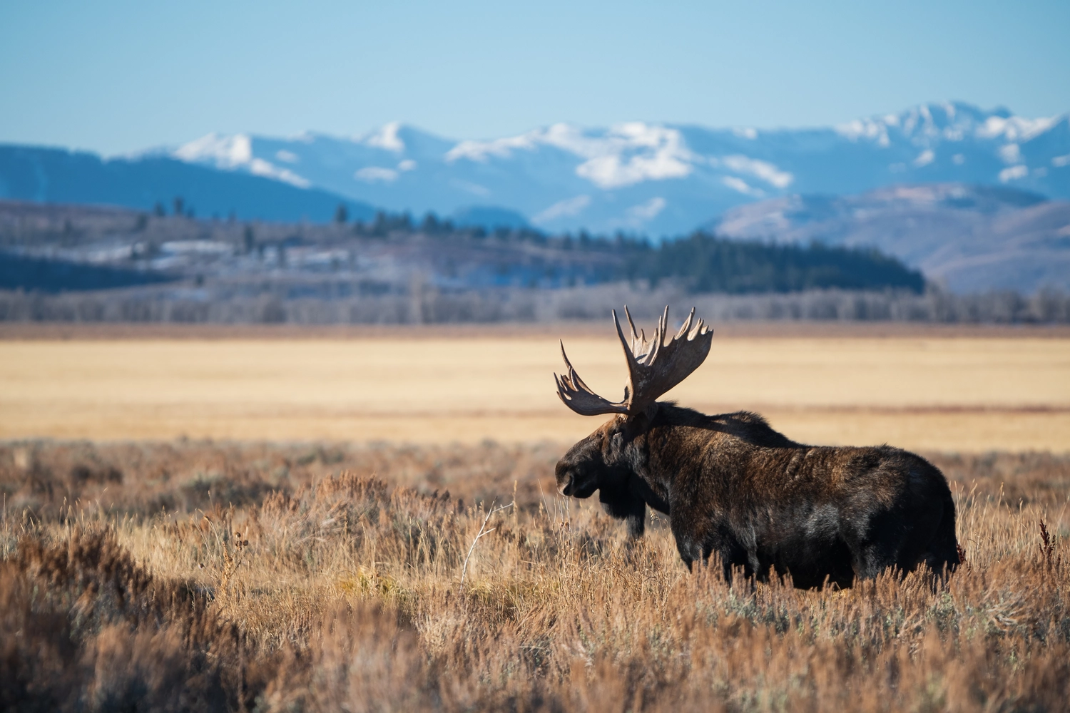 A moose in a field